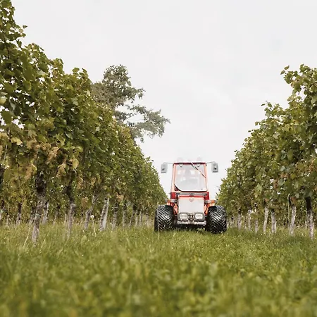 Çiftlik konaklama Weingut Assigal