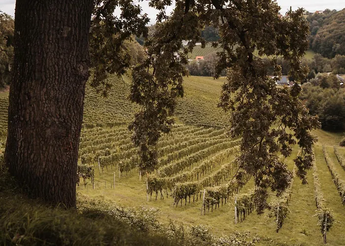 Weingut Assigal Alloggio per agriturismo *