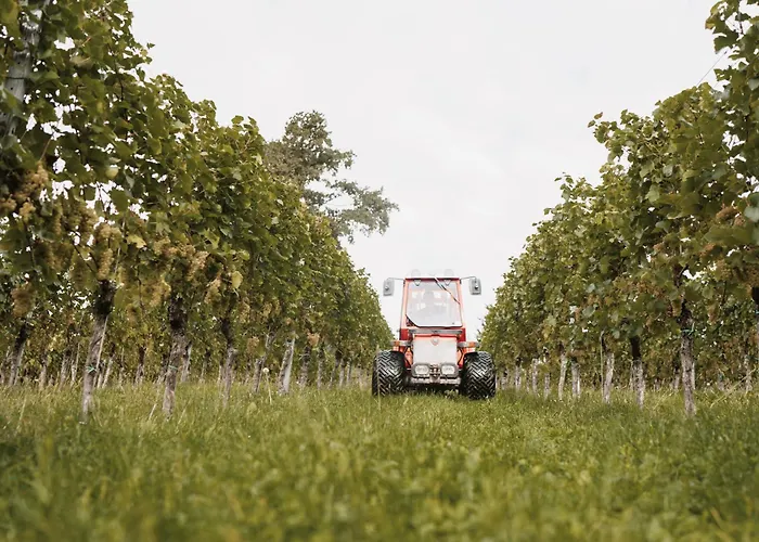 Alloggio per agriturismo Weingut Assigal