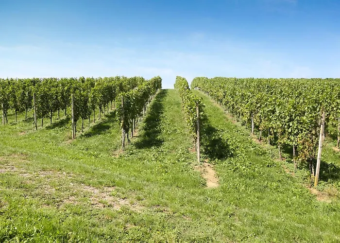 Weingut Assigal Alloggio per agriturismo Leibnitz